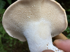 Hydnum washingtonianum