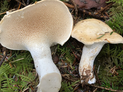 Hydnum washingtonianum