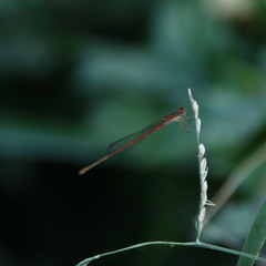 Agriocnemis pygmaea