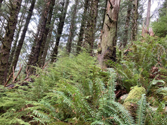 Hydnum washingtonianum