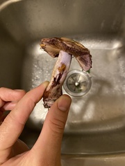 Thaxterogaster purpurascens