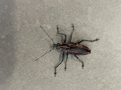 Naupactus rivulosus