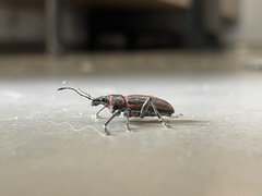 Naupactus rivulosus
