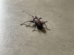 Naupactus rivulosus