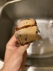 Thaxterogaster purpurascens