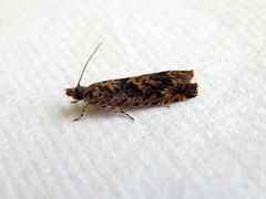 Holocola pericyphana