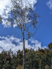 Eucalyptus delegatensis