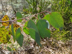 Eucalyptus delegatensis