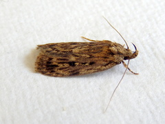 Barea exarcha