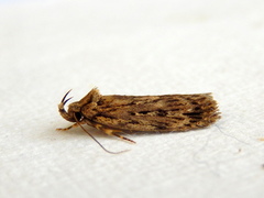 Barea exarcha