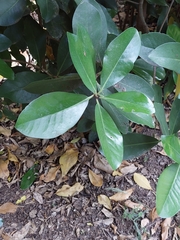 Corynocarpus laevigatus