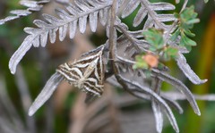 Dichromodes confluaria