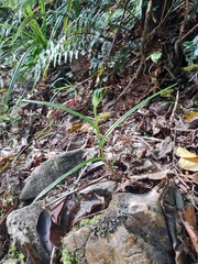 Pterostylis irwinii