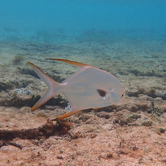 Trachinotus blochii