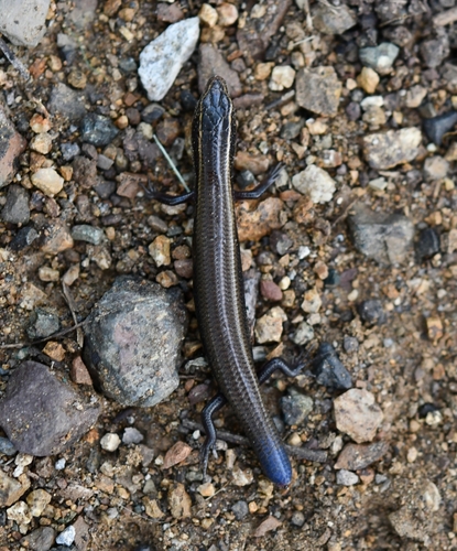 Southern Pigmy Skink, Plestiodon parvulus