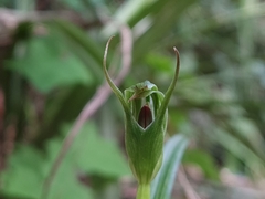 Pterostylis irwinii