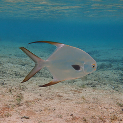 Trachinotus blochii