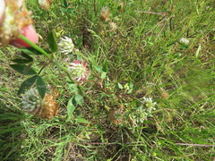 Trifolium vesiculosum