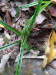 Pterostylis irwinii