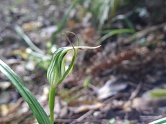 Pterostylis irwinii