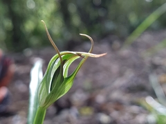 Pterostylis irwinii