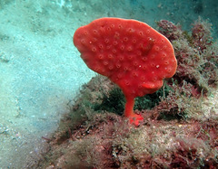 Echinoclathria leporina