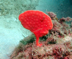 Echinoclathria leporina