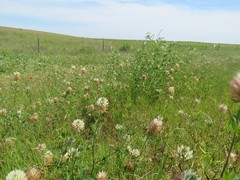 Trifolium vesiculosum
