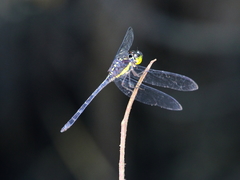 Agrionoptera longitudinalis biserialis