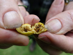 Pseudidarnes minerva