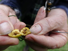 Pseudidarnes minerva