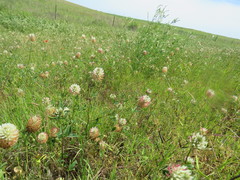 Trifolium vesiculosum