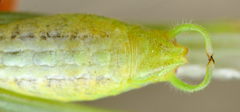 Phaneroptera laticerca