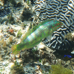 Halichoeres margaritaceus