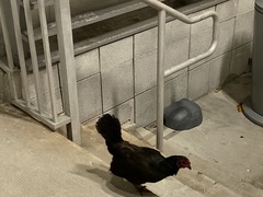 Gallus gallus domesticus