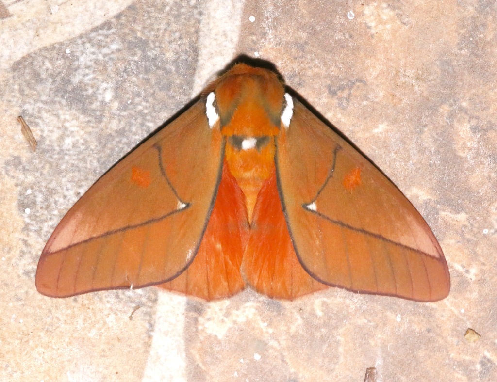 Schausiella denhezorum