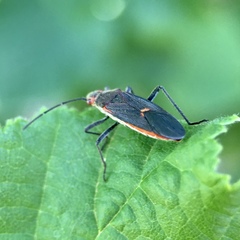 Leptocoris mitellatus