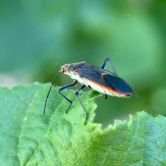 Leptocoris mitellatus