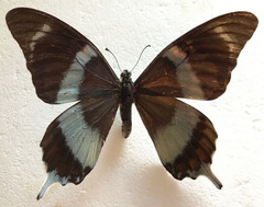 Papilio laglaizei