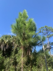 Pinus elliottii var. densa image