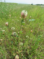 Trifolium vesiculosum