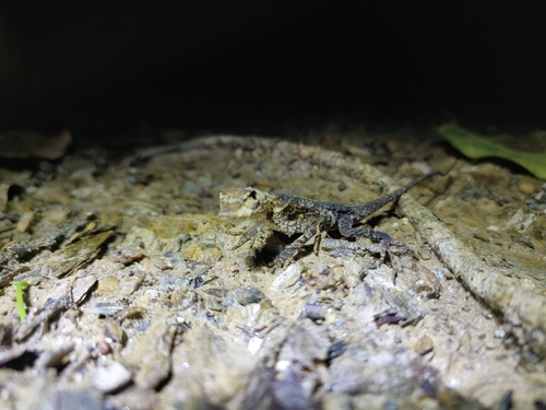 Goldenscale Anole
