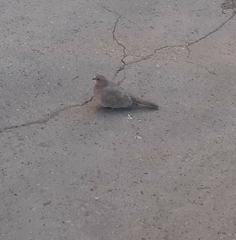 Streptopelia senegalensis