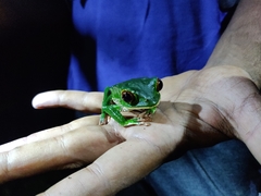 Phyllomedusa trinitatis