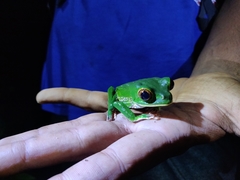 Phyllomedusa trinitatis