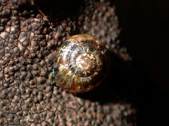 Phrixgnathus ariel