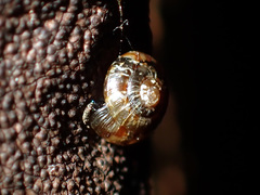 Phrixgnathus ariel