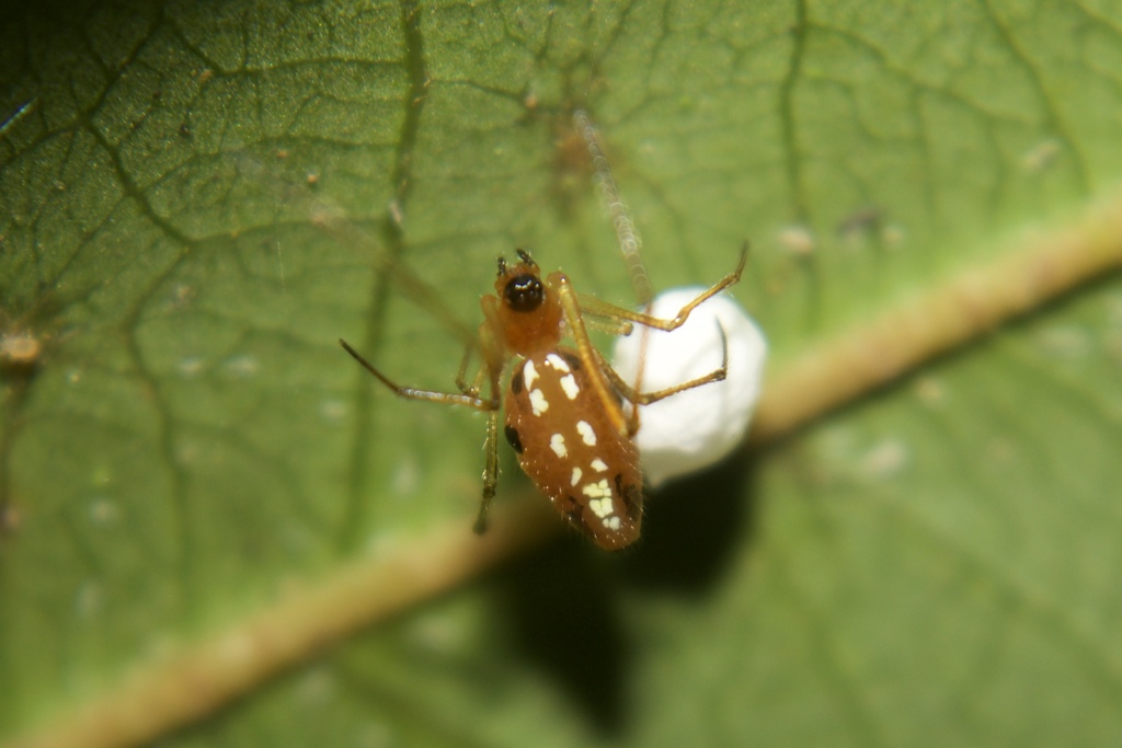 Chrysso albomaculata