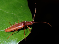 Oxylasma