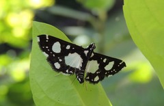 Glyphodes conjunctalis